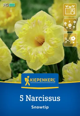 KIEPENKERL Blumenzwiebel Großkronige Narzisse 'Snowtip', 5 Stück Cover